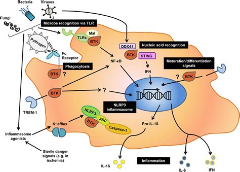 bruton pathophysiology.